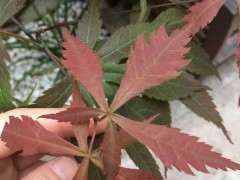 红枫下山桩什么原因导致的 新叶畸形