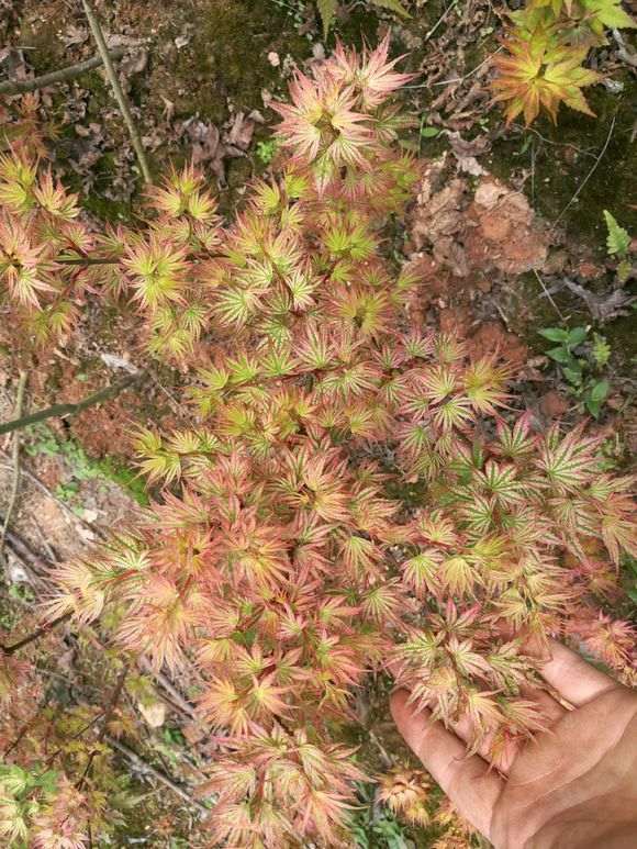 枫树下山桩定植放室外 还是室内 图片