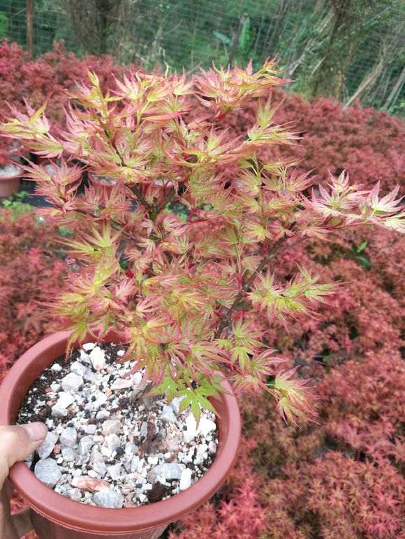 枫树下山桩定植放室外 还是室内 图片