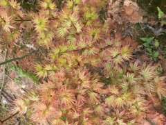 枫树下山桩定植放室外 还是室内 图片