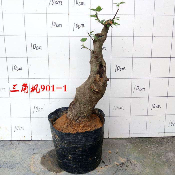 红枫下山桩小苗能耐住夏天的高温吗