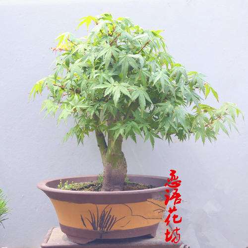 红枫下山桩小苗能耐住夏天的高温吗