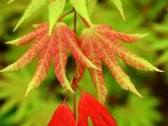 春季红枫下山桩新叶 黄绿交错 怎么办