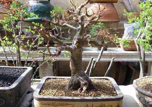 为什么红枫下山桩变异成鸡爪槭了 图片