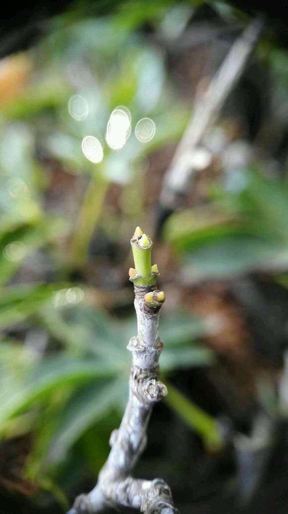 为什么红枫下山桩的老枝高压很难 图片