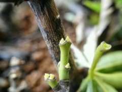 为什么红枫下山桩的老枝高压很难 图片