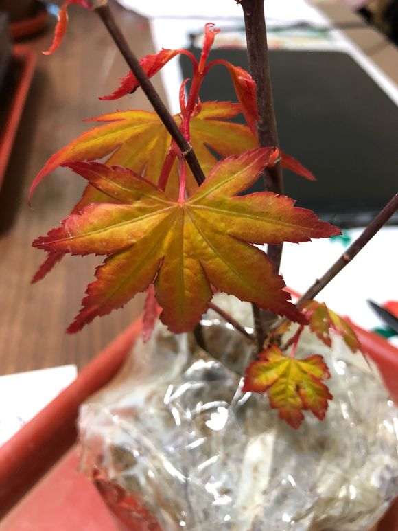 这是什么品种的红枫下山桩啊 图片