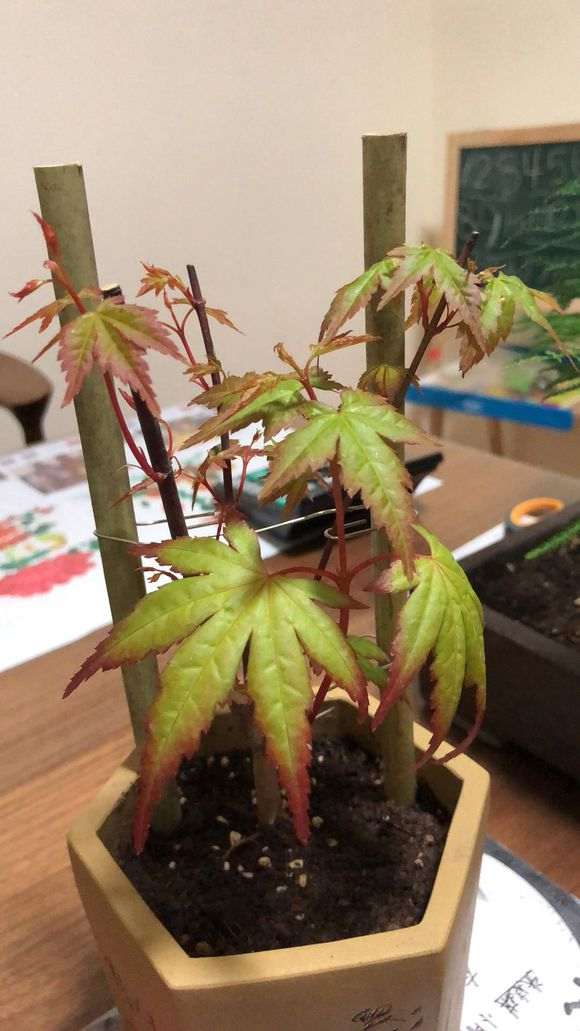 这是什么品种的红枫下山桩啊 图片