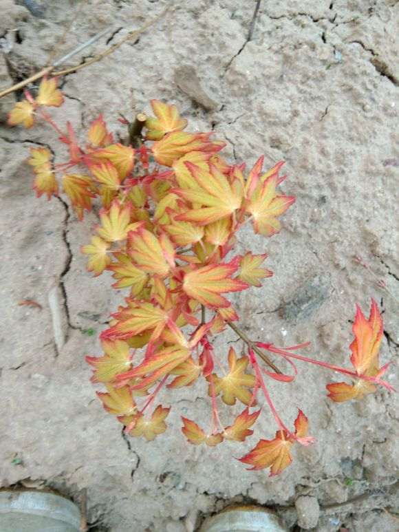 这是什么品种的红枫下山桩啊 图片