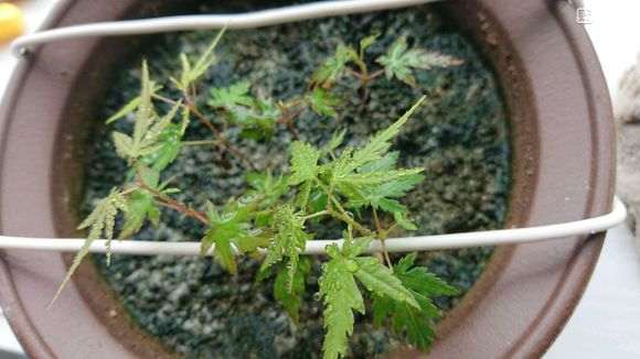 红枫下山桩生长太缓慢 怎么办 图片