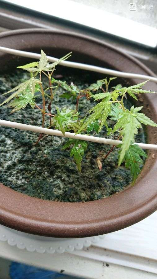 红枫下山桩生长太缓慢 怎么办 图片