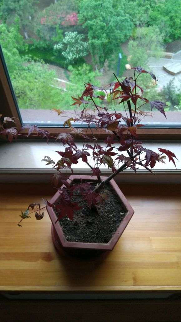 红枫下山桩养不好 叶子收缩发黑 怎么办 图片