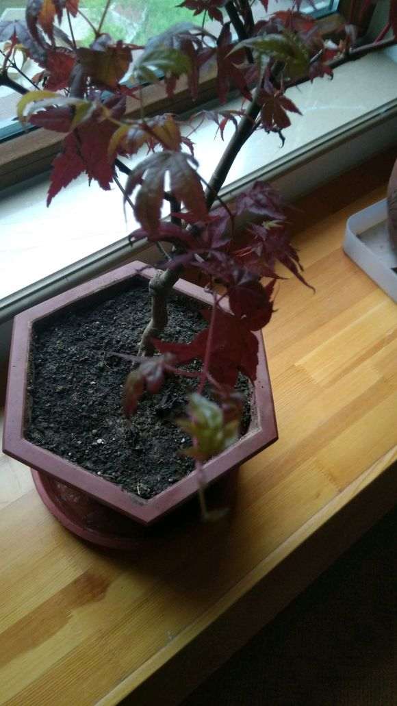 红枫下山桩养不好 叶子收缩发黑 怎么办 图片