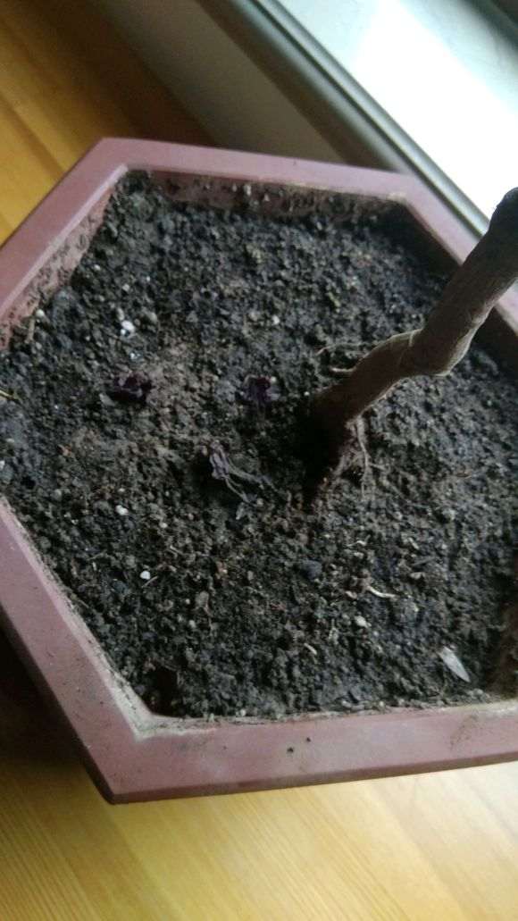 红枫下山桩养不好 叶子收缩发黑 怎么办 图片