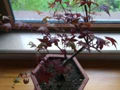 红枫下山桩养不好 叶子收缩发黑 怎么办 图片