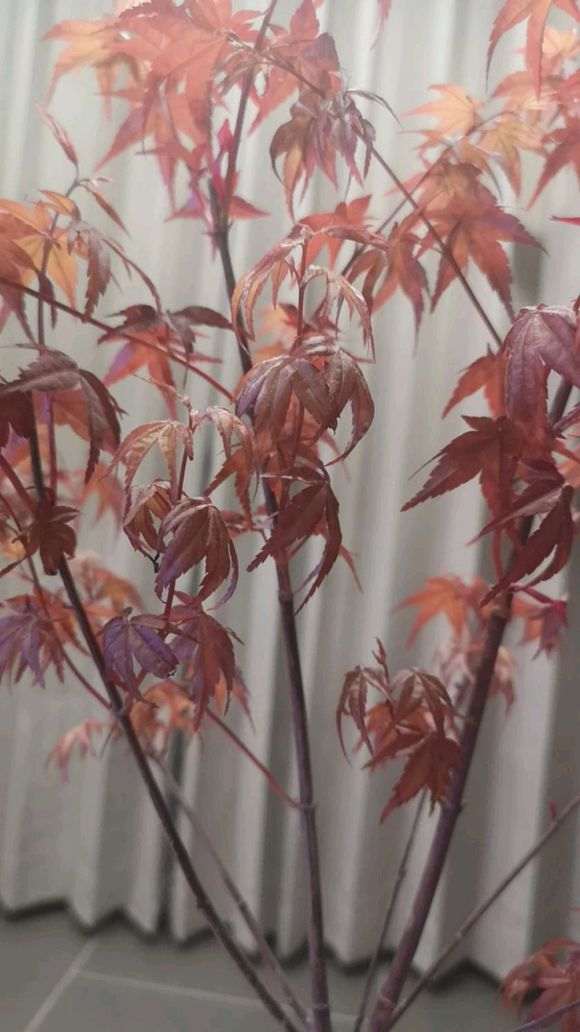 为什么红枫下山桩下卷 怎么办 图片