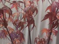 为什么红枫下山桩下卷 怎么办 图片