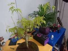 4月份 红枫下山桩能摘叶吗 图片