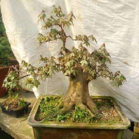 红枫下山桩稼接两星期 没动静 图片