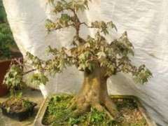 红枫下山桩稼接两星期 没动静 图片