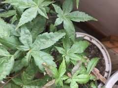 红枫下山桩叶子出现黑斑 怎么办 图片