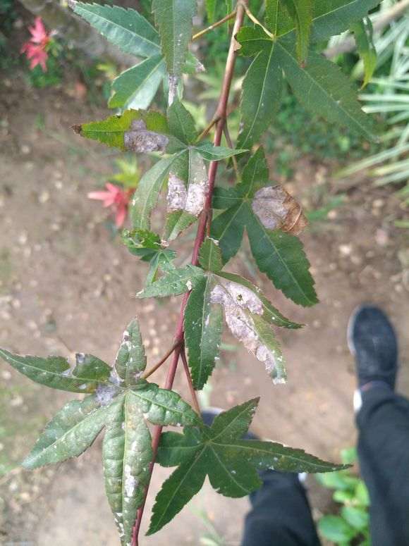 红枫下山桩叶子是怎么回事 图片