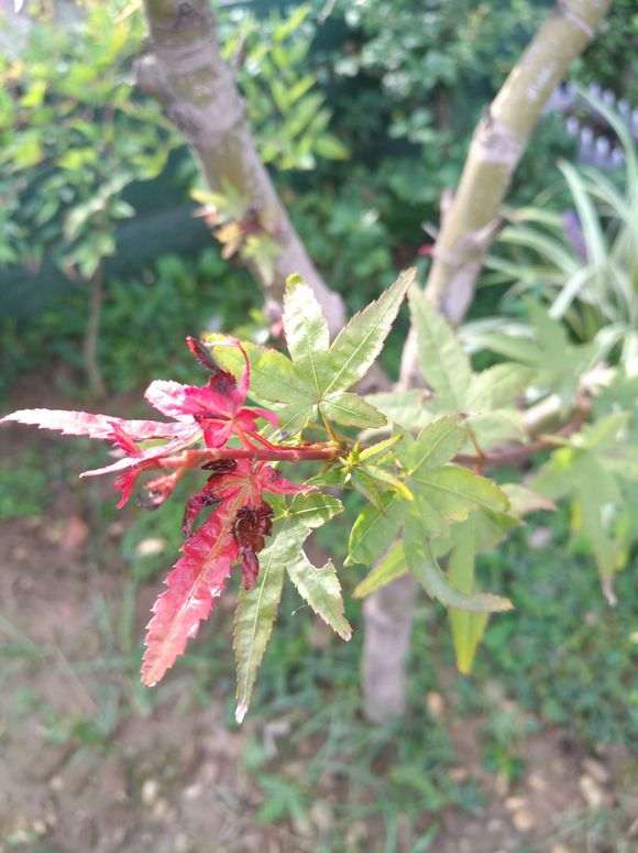 红枫下山桩叶子是怎么回事 图片