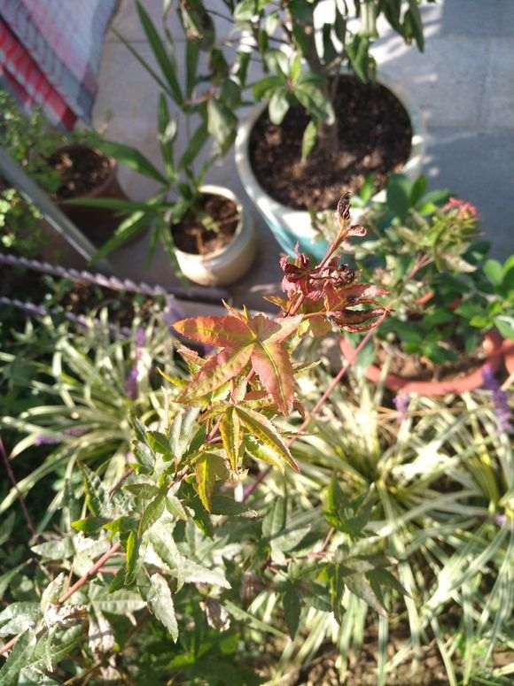 红枫下山桩叶子是怎么回事 图片