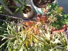 红枫下山桩叶子是怎么回事 图片