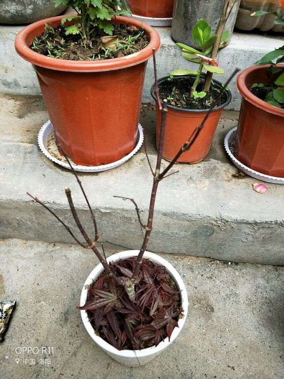 红枫下山桩怎么剪掉叶子的方法 图片