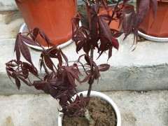 红枫下山桩怎么剪掉叶子的方法 图片