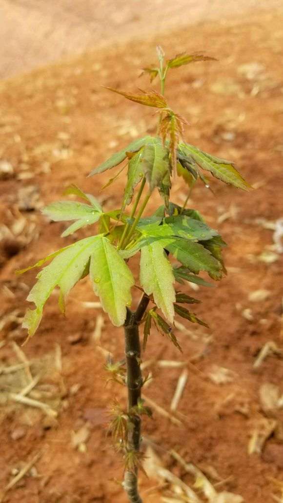 新买的红枫下山桩是啥品种 长势怎么样