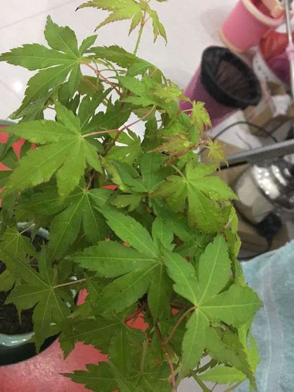 新买的红枫下山桩是啥品种 长势怎么样