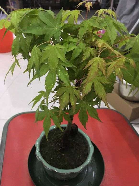 新买的红枫下山桩是啥品种 长势怎么样