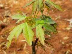 新买的红枫下山桩是啥品种 长势可以吗