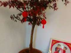 红枫下山桩室内叶子枯是怎么回事 图片