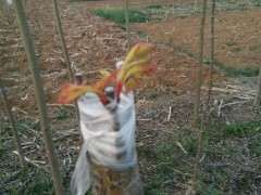 嫁接的红枫下山桩 成功率很高 图片