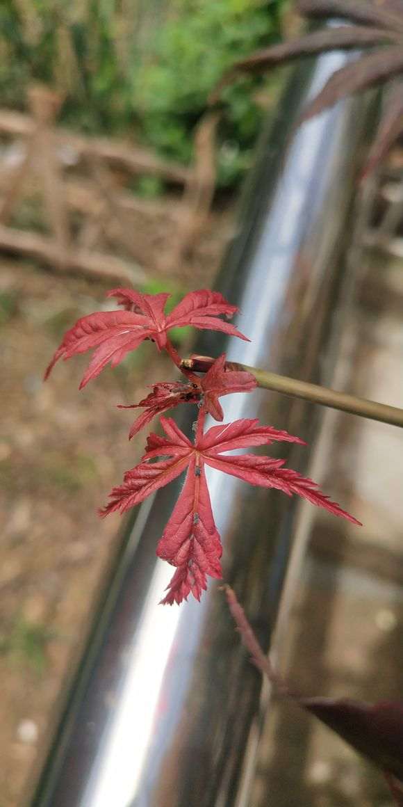 红枫下山桩的叶子有好多虫子 怎么办