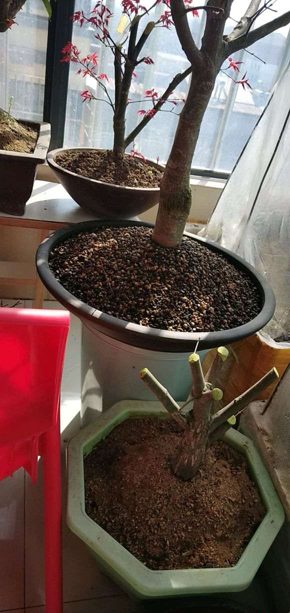 红枫下山桩套袋鼓芽的方法 图片