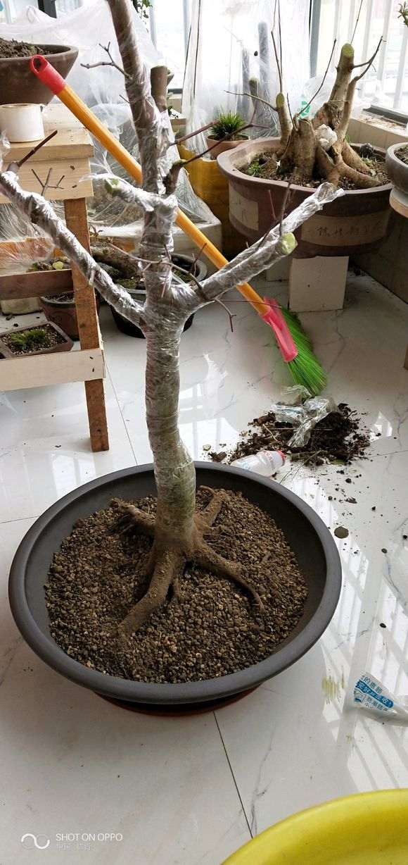 红枫下山桩套袋鼓芽的方法 图片