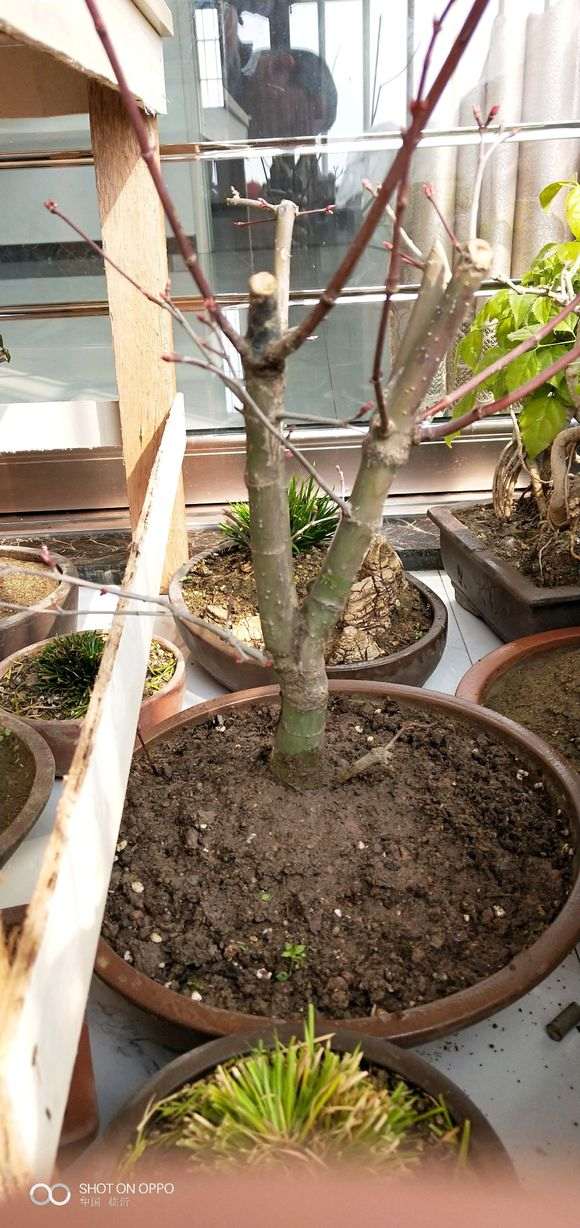 红枫下山桩套袋鼓芽的方法 图片