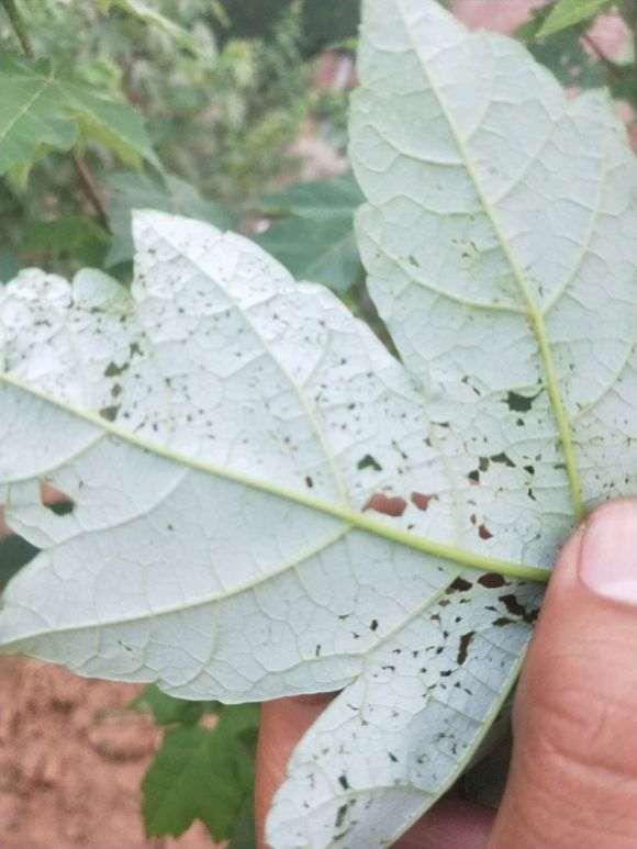 红枫下山桩叶子怎么了 是什么病虫害