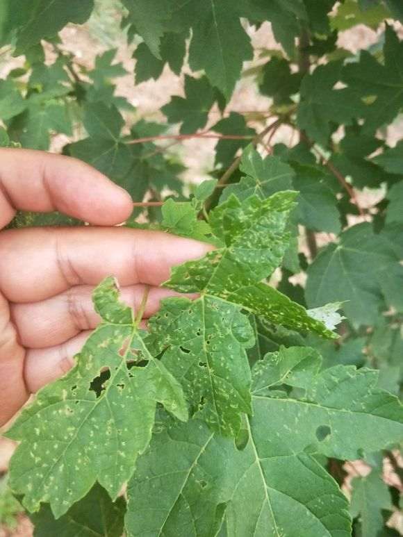 红枫下山桩叶子怎么了 是什么病虫害