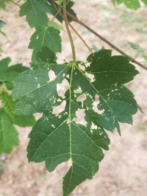 红枫下山桩叶子怎么了 是什么病虫害