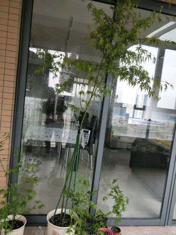 鸡爪槭裸根下山桩 如何种活 图片