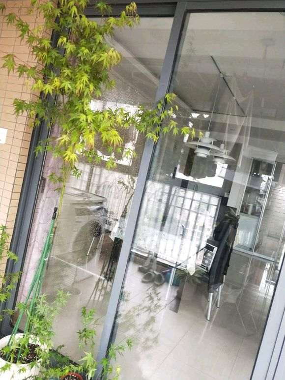 鸡爪槭裸根下山桩 如何种活 图片