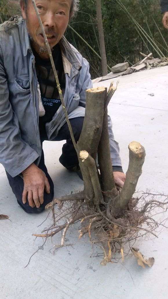 淘宝店的火棘下山桩 1000元 怎么样