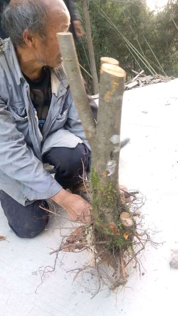 淘宝店的火棘下山桩 1000元 怎么样