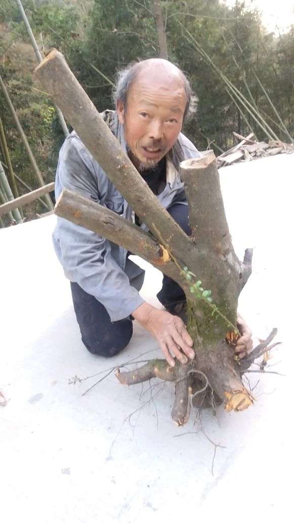 淘宝店的火棘下山桩 1000元 怎么样