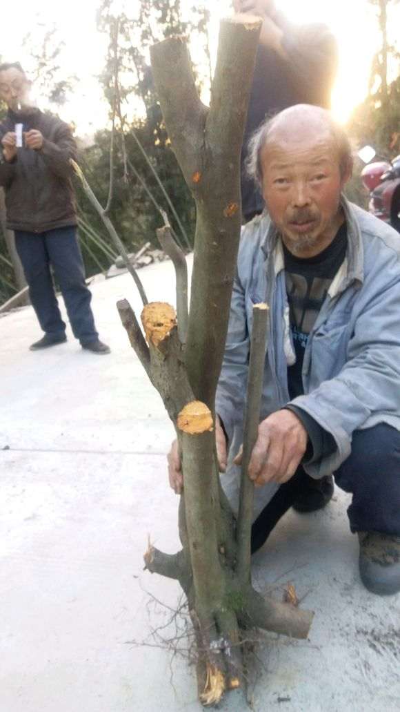 淘宝店的火棘下山桩 1000元 怎么样